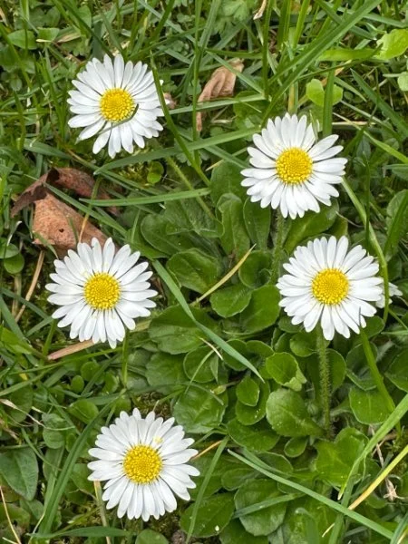 White daisies in green grass - symbol of gentle renewal through the Emotional Freedom Programme distance healing journey