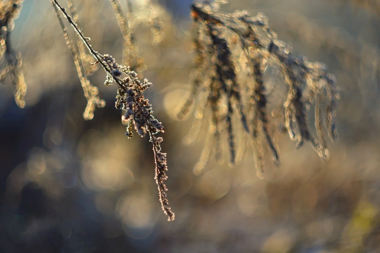Clarity in the diagnostic process Alt text: Frost-covered branches catching soft winter light, reflecting the clarity and care of Maria's structured diagnostic process.