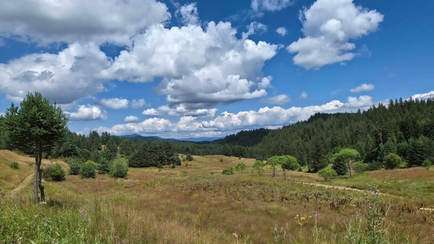 Open farmland under a wide sky, representing steady ground and the Earth element in Traditional Chinese Medicine.