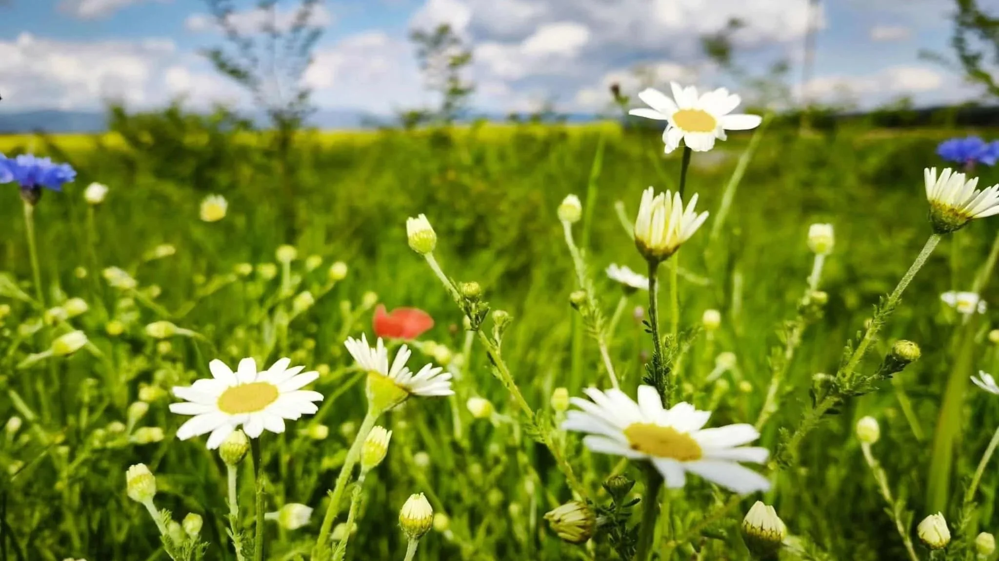 White wildflowers growing in a green meadow with a soft-focus countryside landscape in the background.