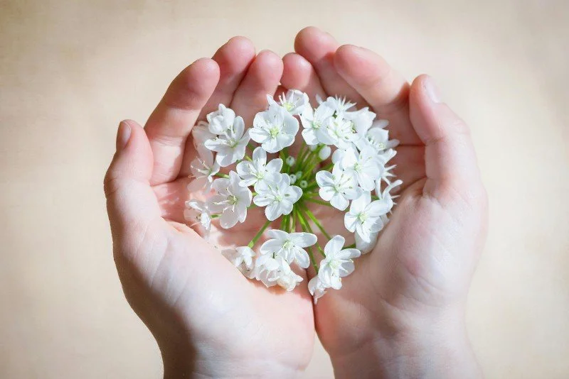 Hands gently holding white flowers, symbolizing Reiki self-healing and integration during the 21 days after Reiki attunement