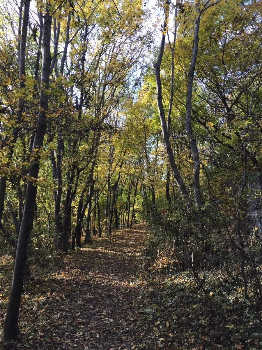 A sunlit forest path in autumn representing the clear forward journey that begins with energy healing at Reiki Heaven