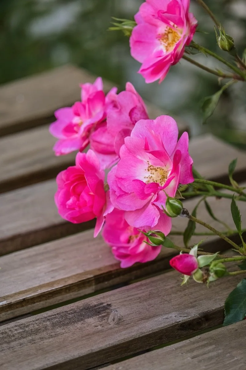 Pink roses on a wooden surface alongside Usui Reiki Level 1 Level 2 and Master certification descriptions at Reiki Heaven