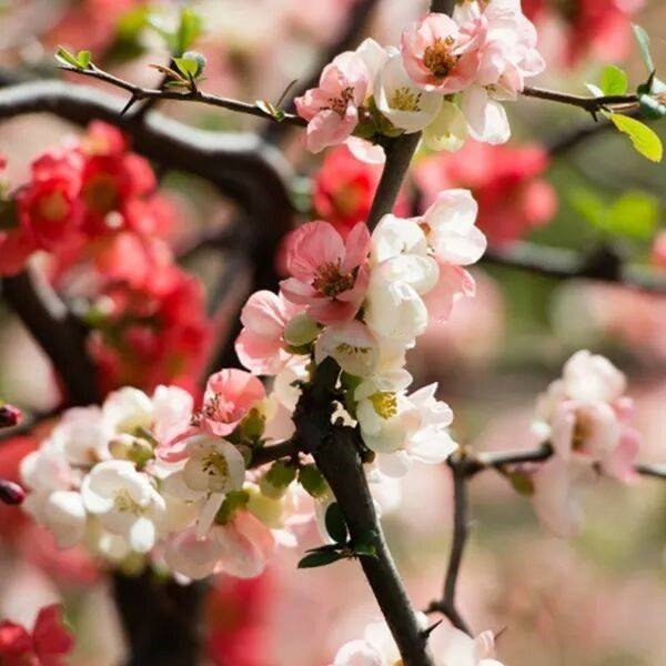 Soft spring blossoms representing gentle growth, emotional balance, and Wood element energy in Traditional Chinese Medicine