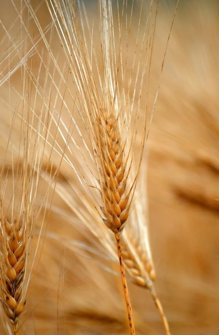 Golden grain symbolizing growth, spiritual development, and the integration of Reiki energy after attunement.