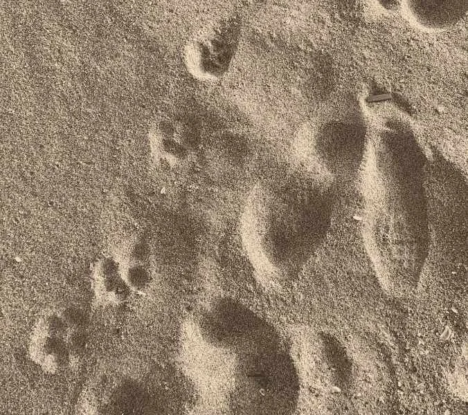 Human and animal footprints side by side in sand representing the shared healing journey between pets and their guardians at Reiki Heaven