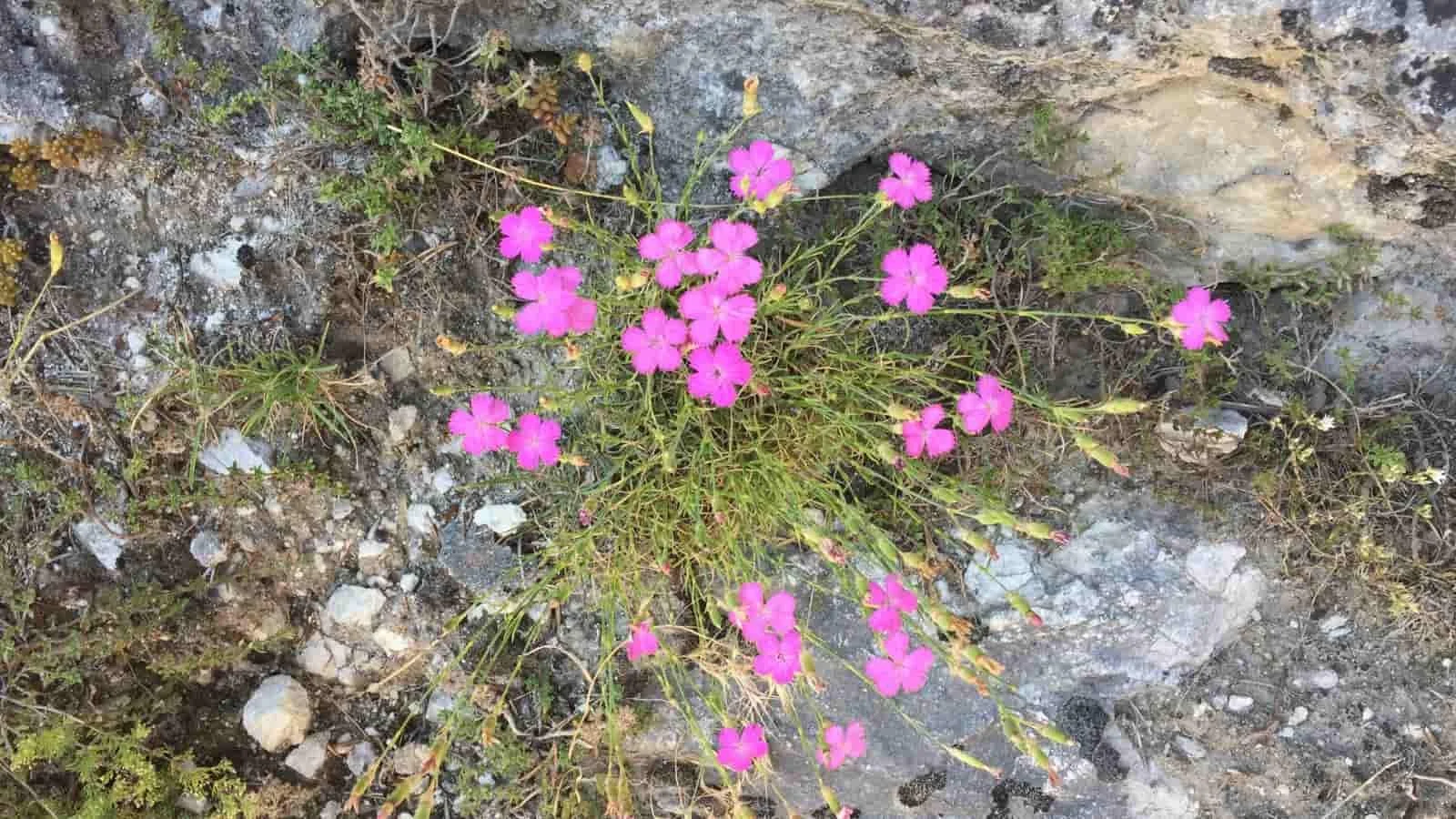 Pink wildflowers growing among rocks in nature during the transition into autumn