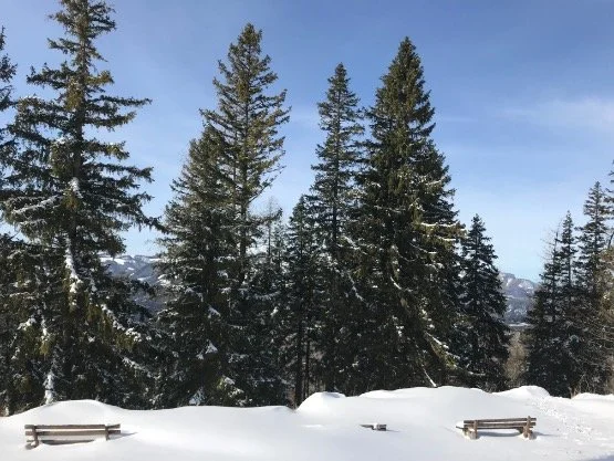 Snow-covered landscape with evergreen trees under a clear winter sky, representing the Water element in Traditional Chinese Medicine and the season of rest, restoration, and deep reserves.
