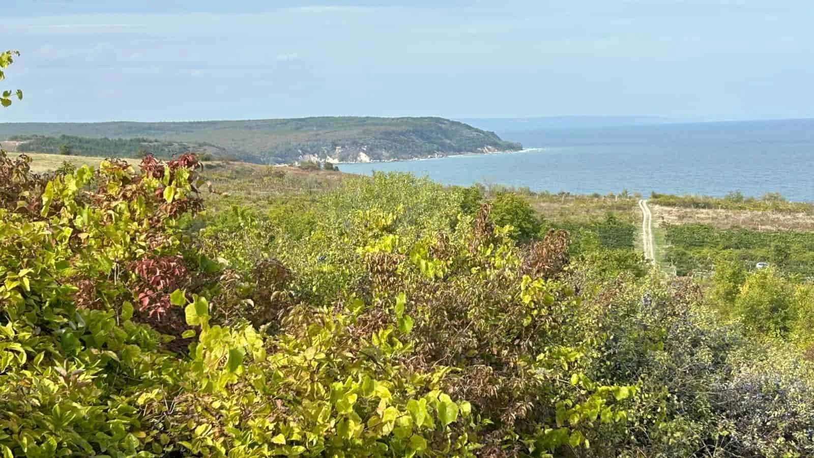 Autumn landscape with a path leading through trees toward the sea