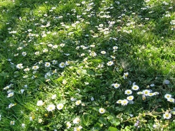 Sunlit meadow with small white wildflowers growing through green grass, reflecting inner reflection, emotional clarity, and the gentle unfolding of the soul’s truth.