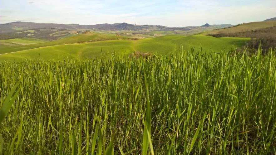 Open green landscape representing integrity and living by the Reiki Principles