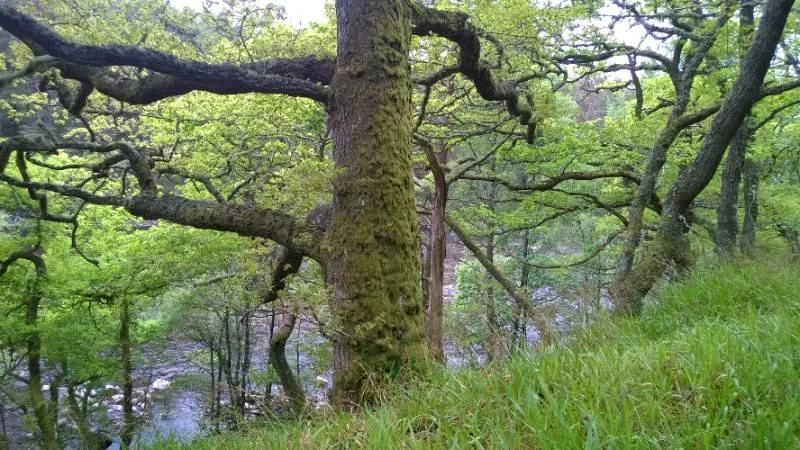 Spring forest with branching trees representing Wood element flow, expansion, and liver energy in Traditional Chinese Medicine