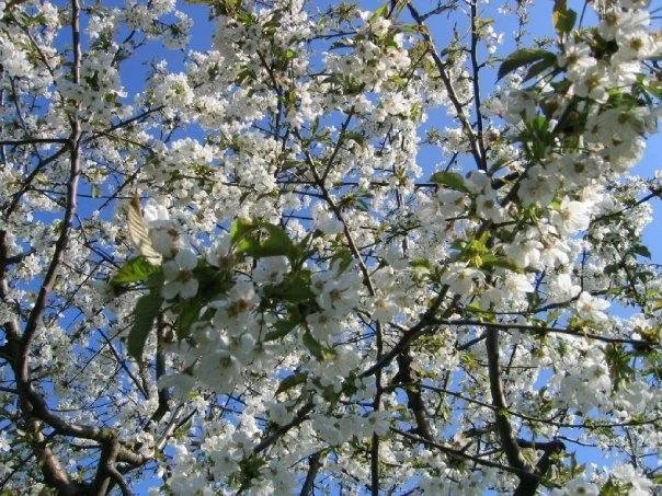 Spring tree blossoms representing growth, expansion, and Wood element energy in Traditional Chinese Medicine
