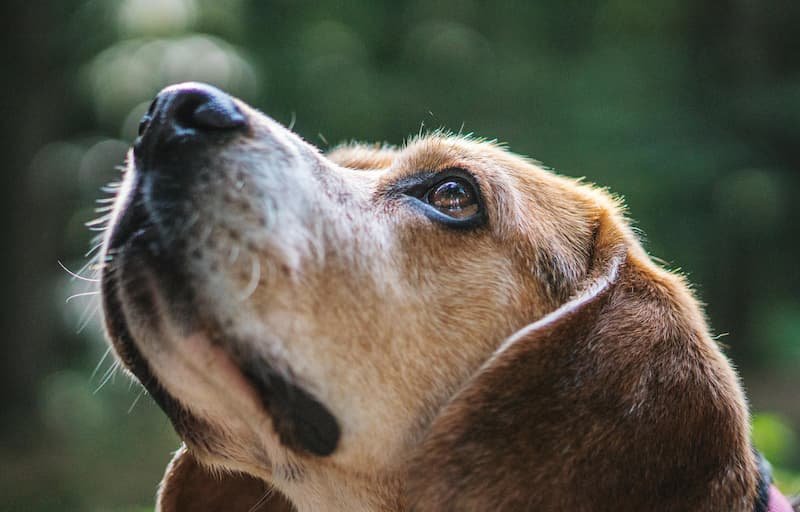 Beagle dog looking upward with a calm and aware expression - pet energy sensitivity and animal reiki healing