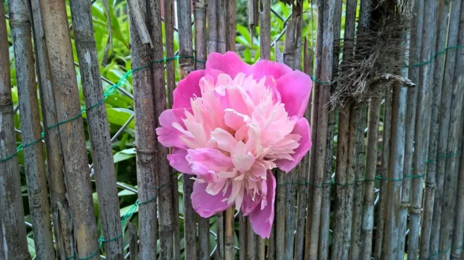 Pink flower in nature representing the Reiki practice of beginning again