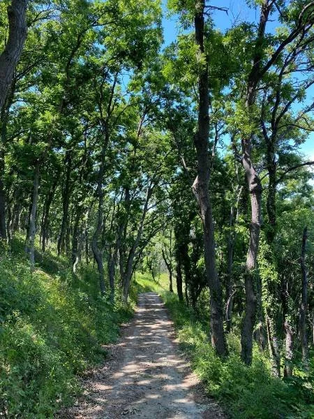 Forest path surrounded by green trees and sunlight filtering through the woodland canopy.