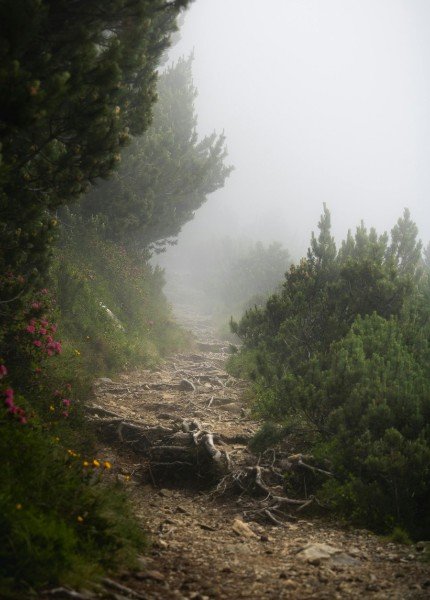 Misty forest path winding through trees, symbolizing the journey of self-discovery, healing, and moving forward with greater clarity and purpose.