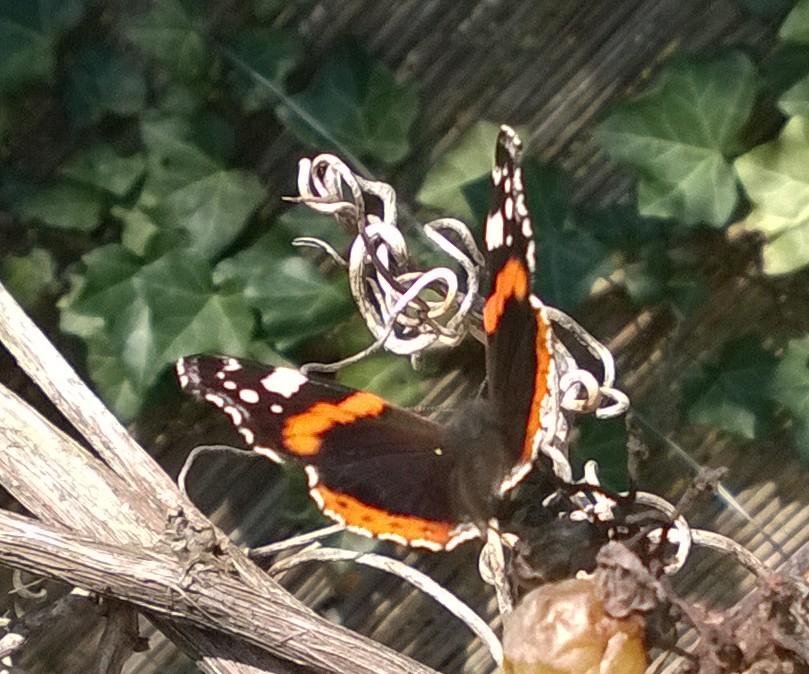 Butterfly in nature representing kindness and respect for every living being
