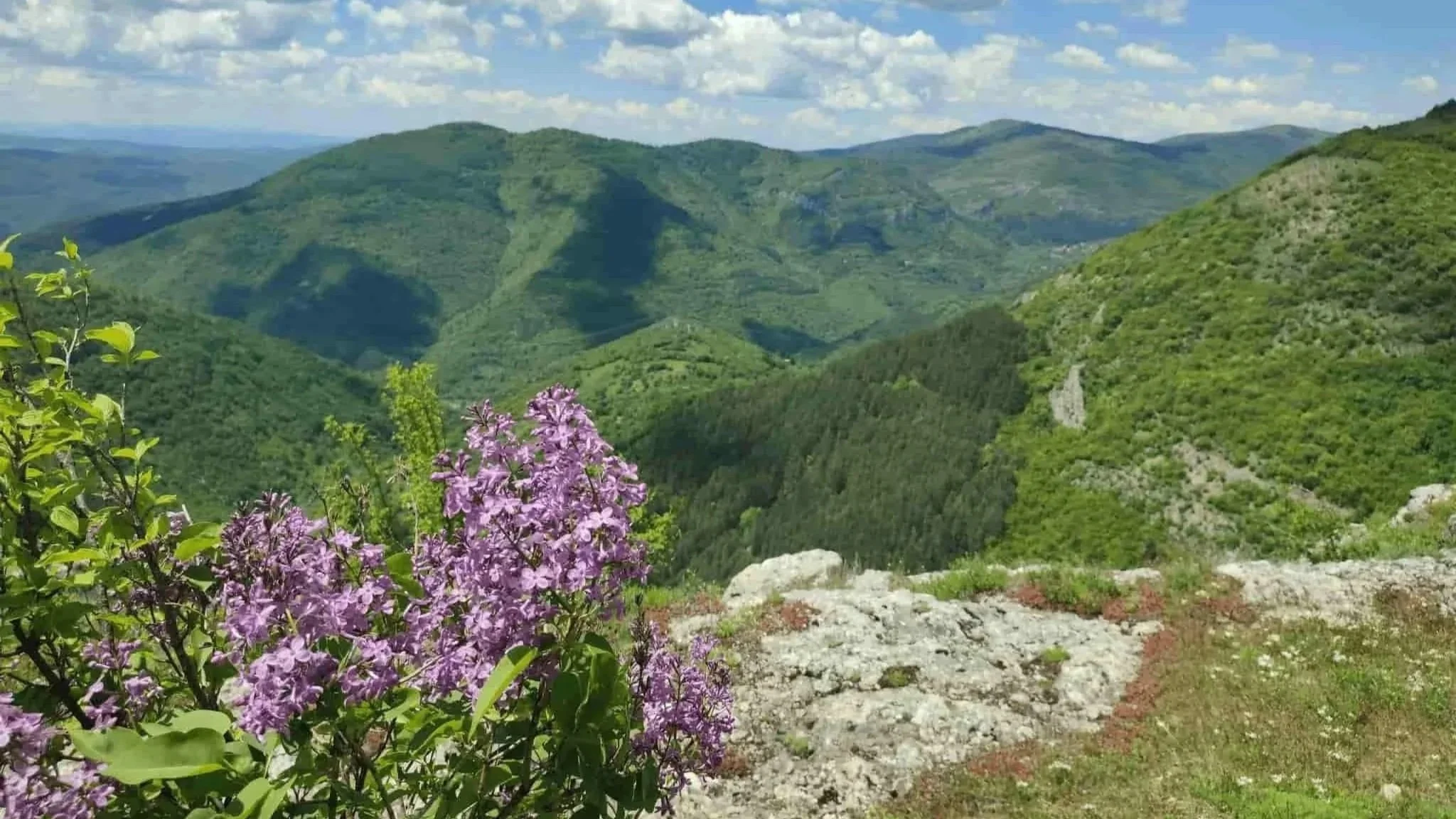 Mountain landscape in spring with blooming lilac flowers, representing the Wood element in Traditional Chinese Medicine and the energy of growth, direction, and renewal.