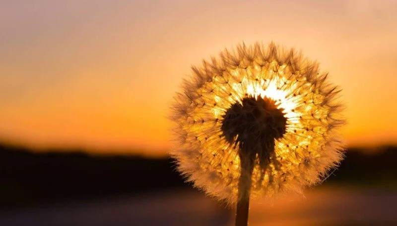 A dandelion illuminated by the golden light of the setting sun, symbolising hope, faith and the quiet transformation that Reiki can bring.