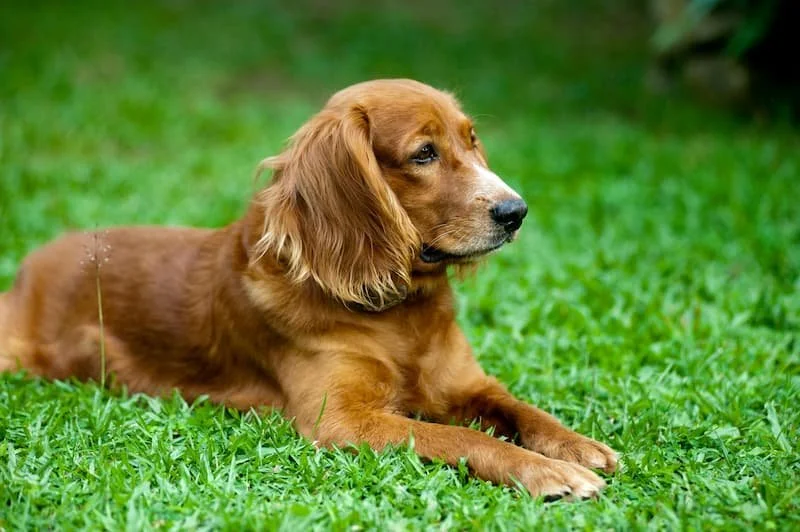 Relaxed brown dog lying peacefully on green grass outdoors”