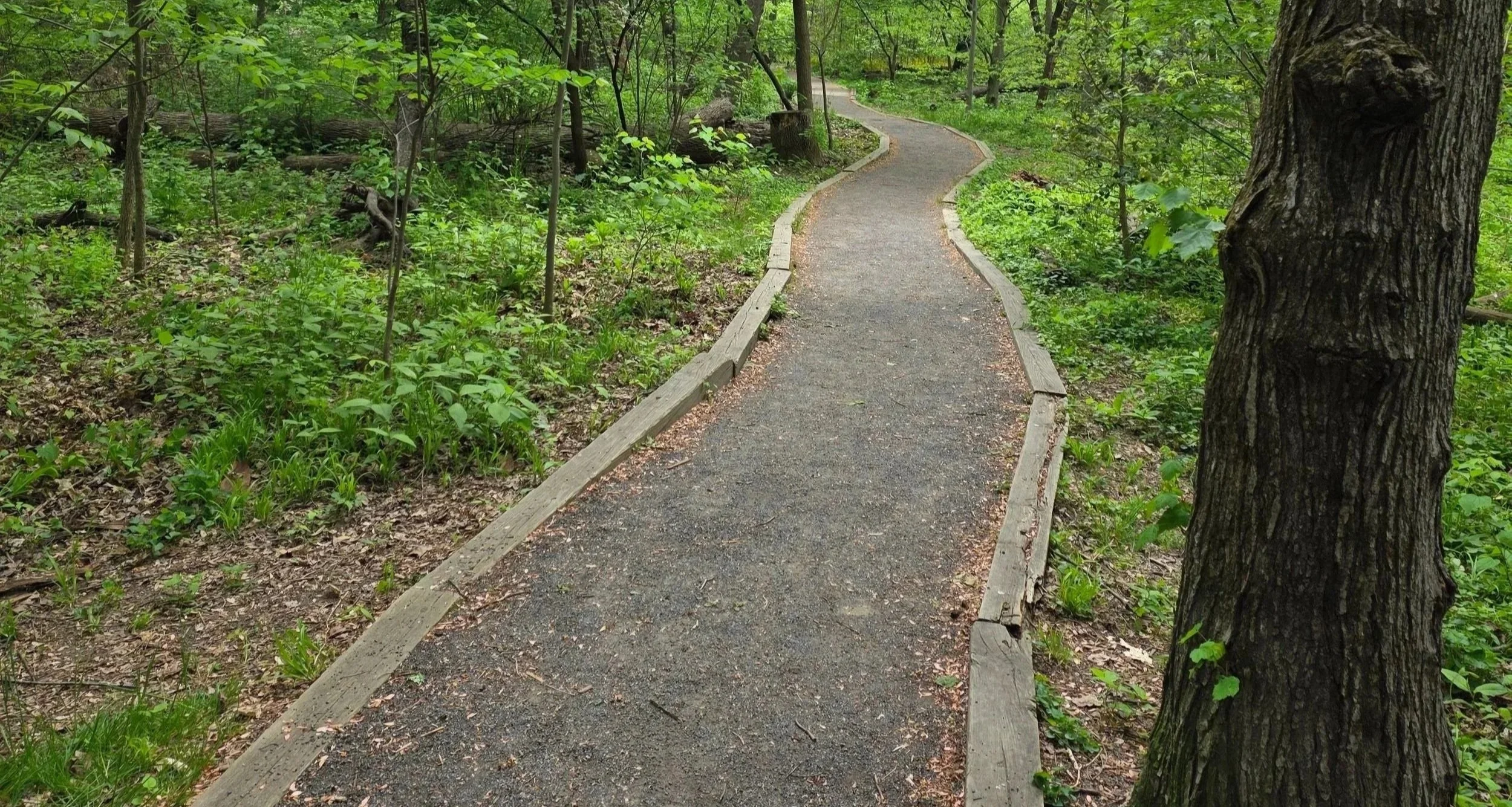 Attachment Trauma When You’re  Neurodivergent: A Compassionate Guide to Healing Insecure Attachment