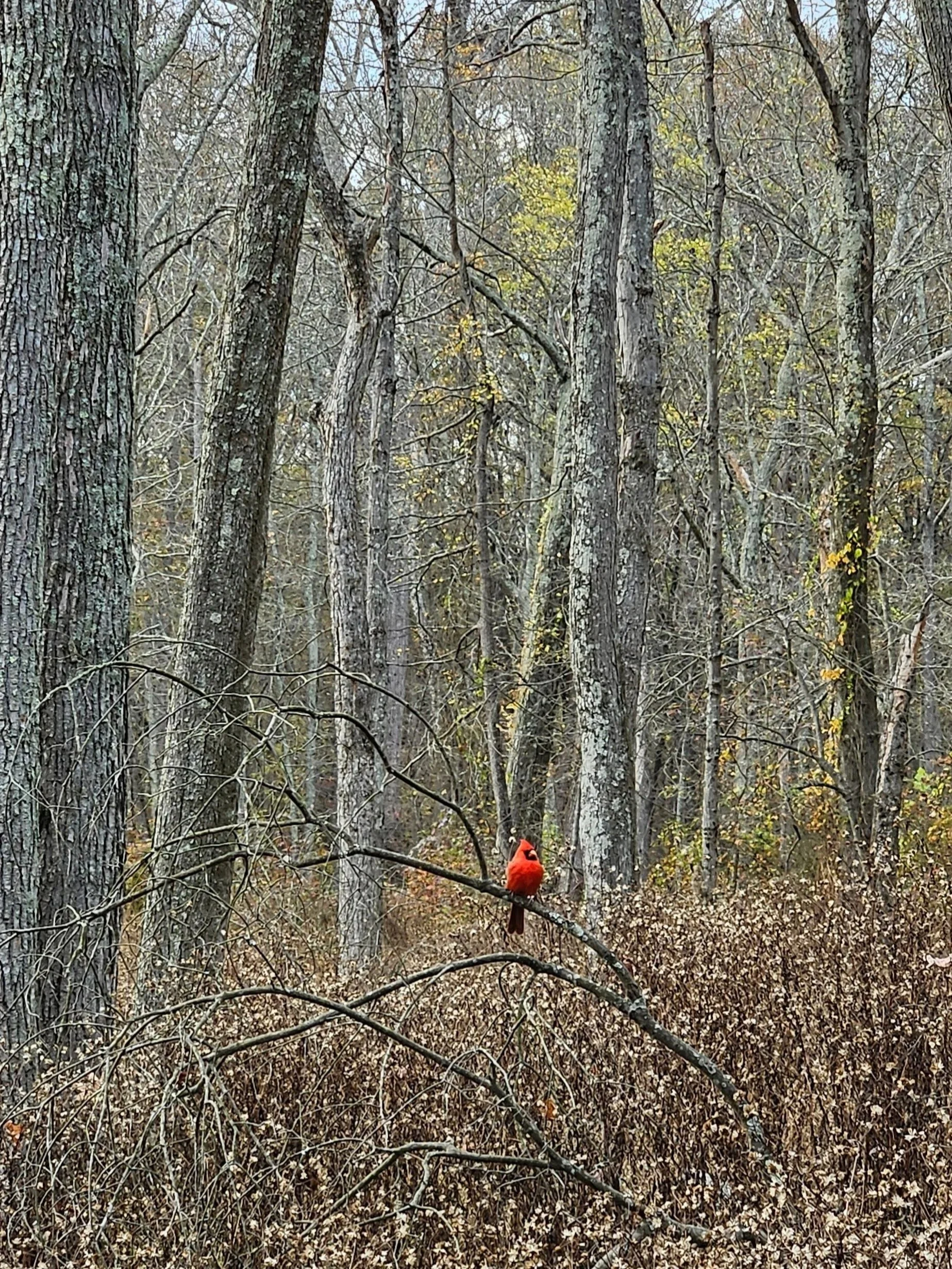 A bright red cardinal bird perched on a thin branch in a wooded area during fall.
