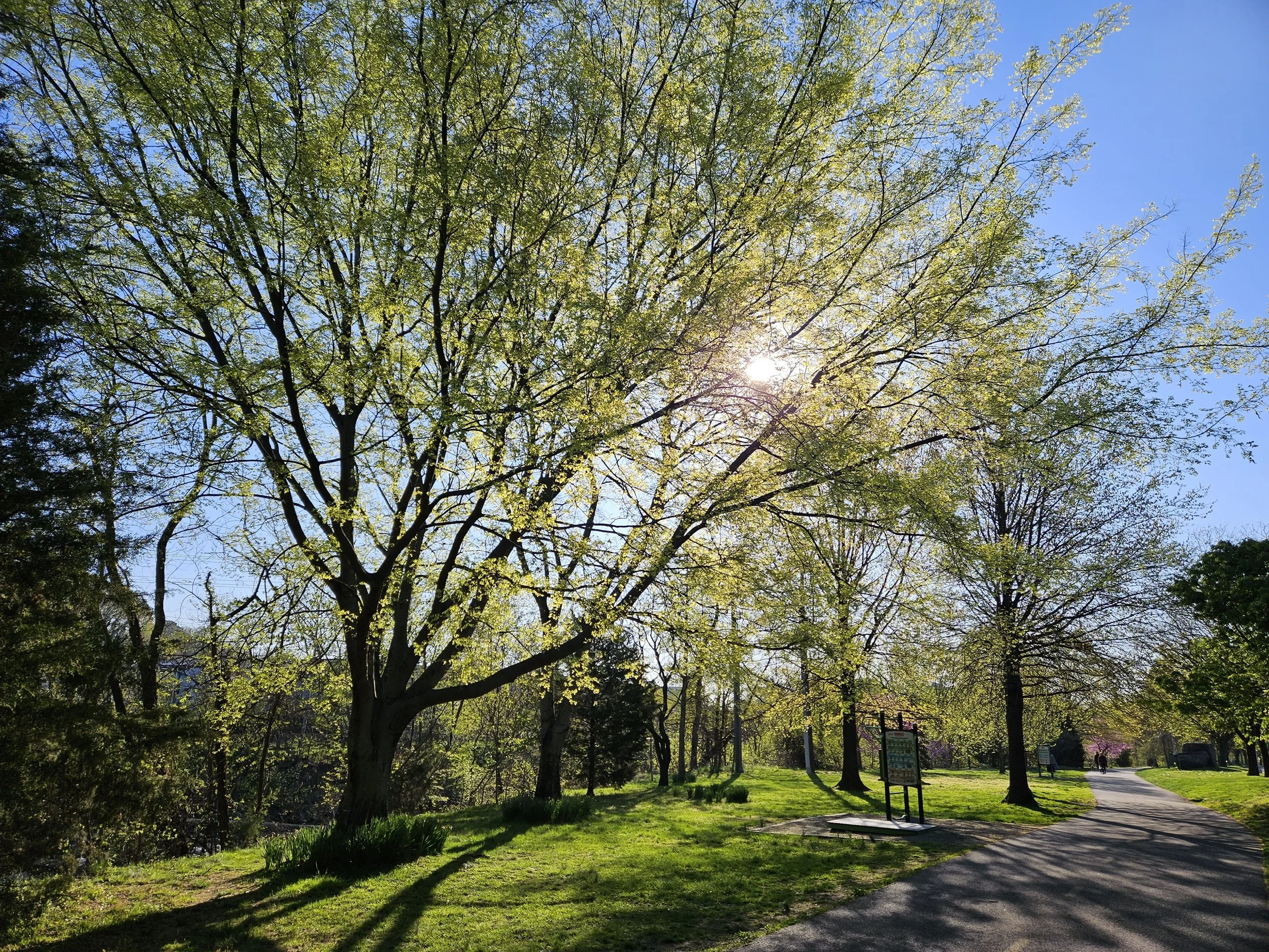 Park with trees, walking path, signboard, and sunlight filtering through the foliage on a sunny day.