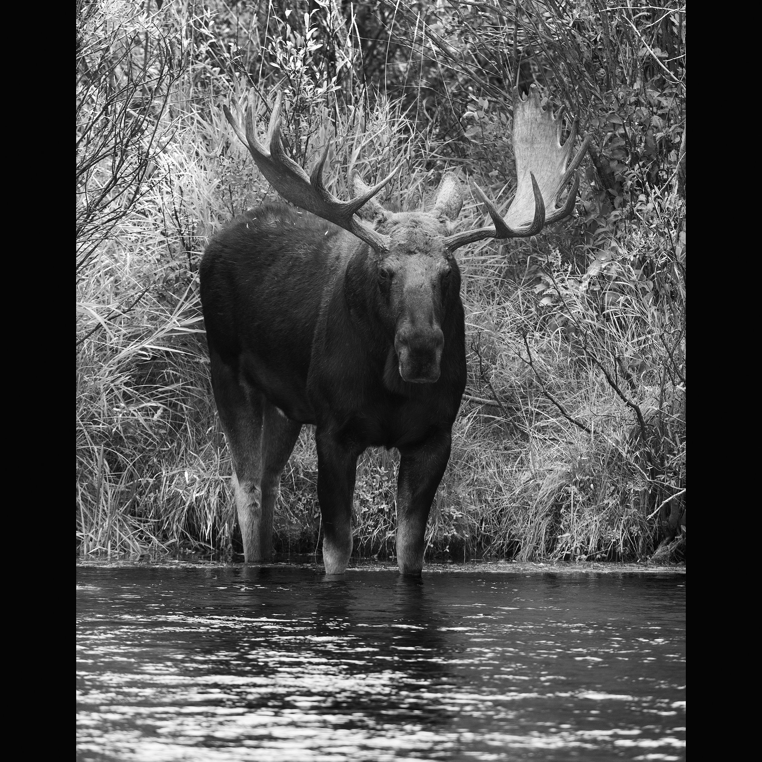 Bull Moose in River, Wyoming