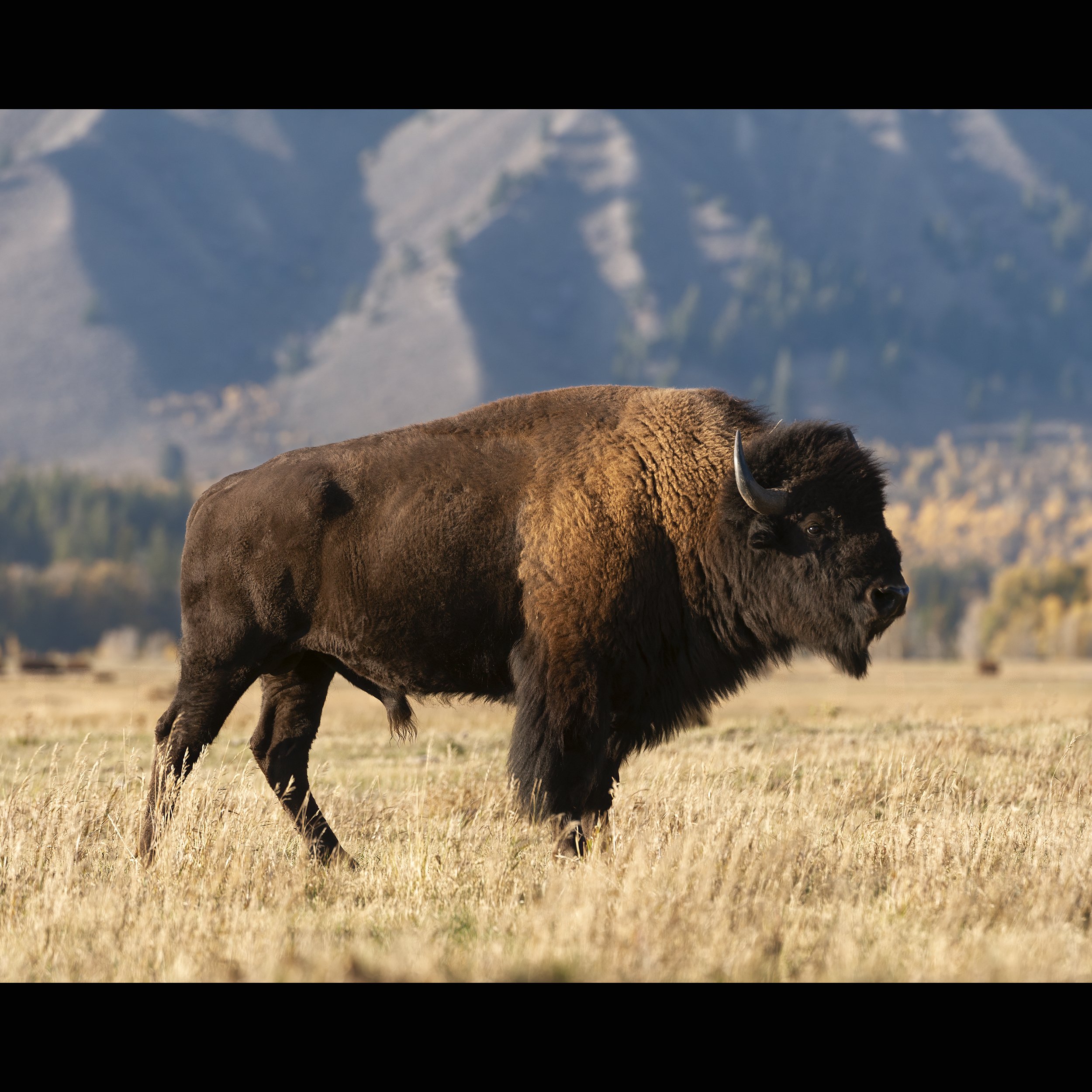 Bison in Evening Light