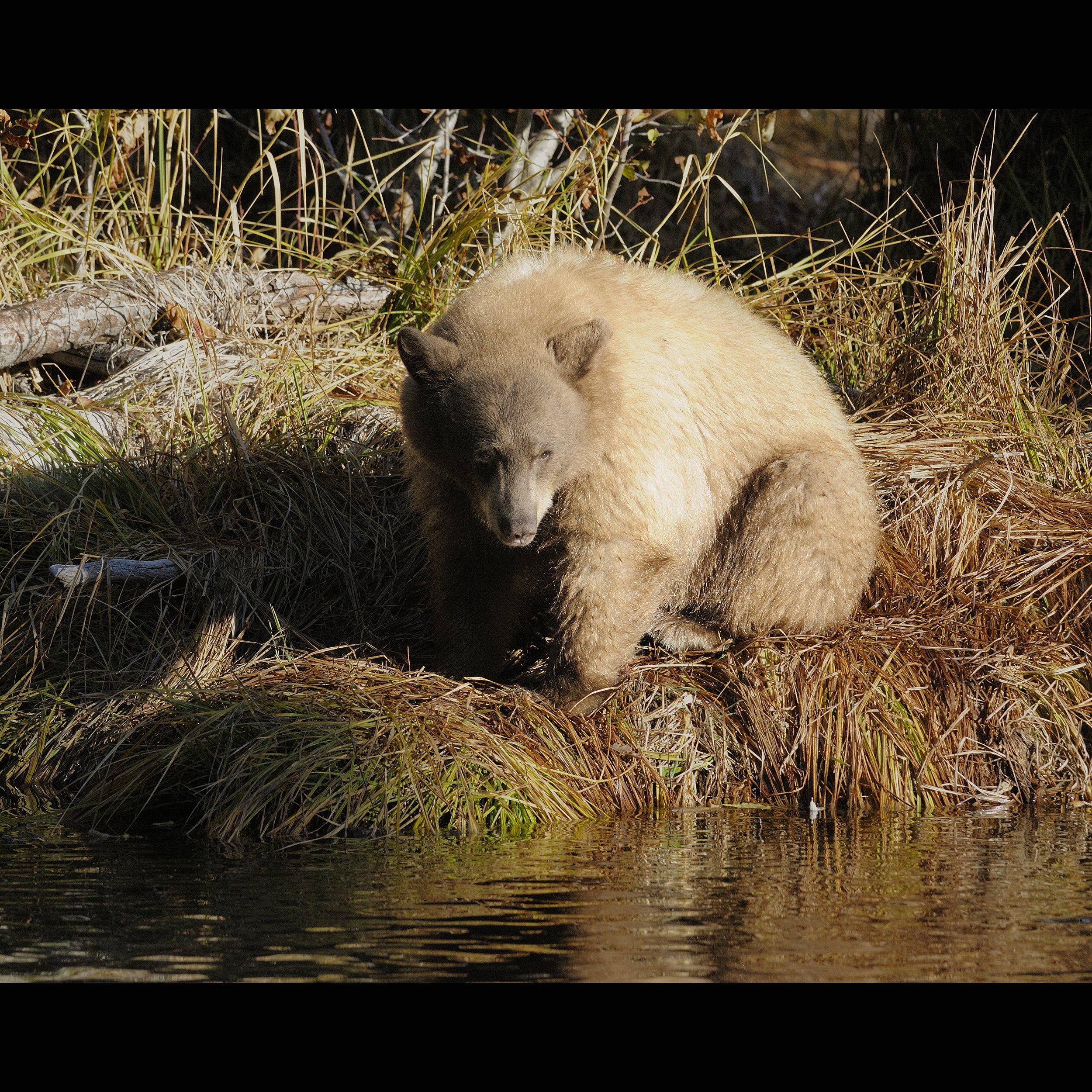 Blond Bear Reflecting