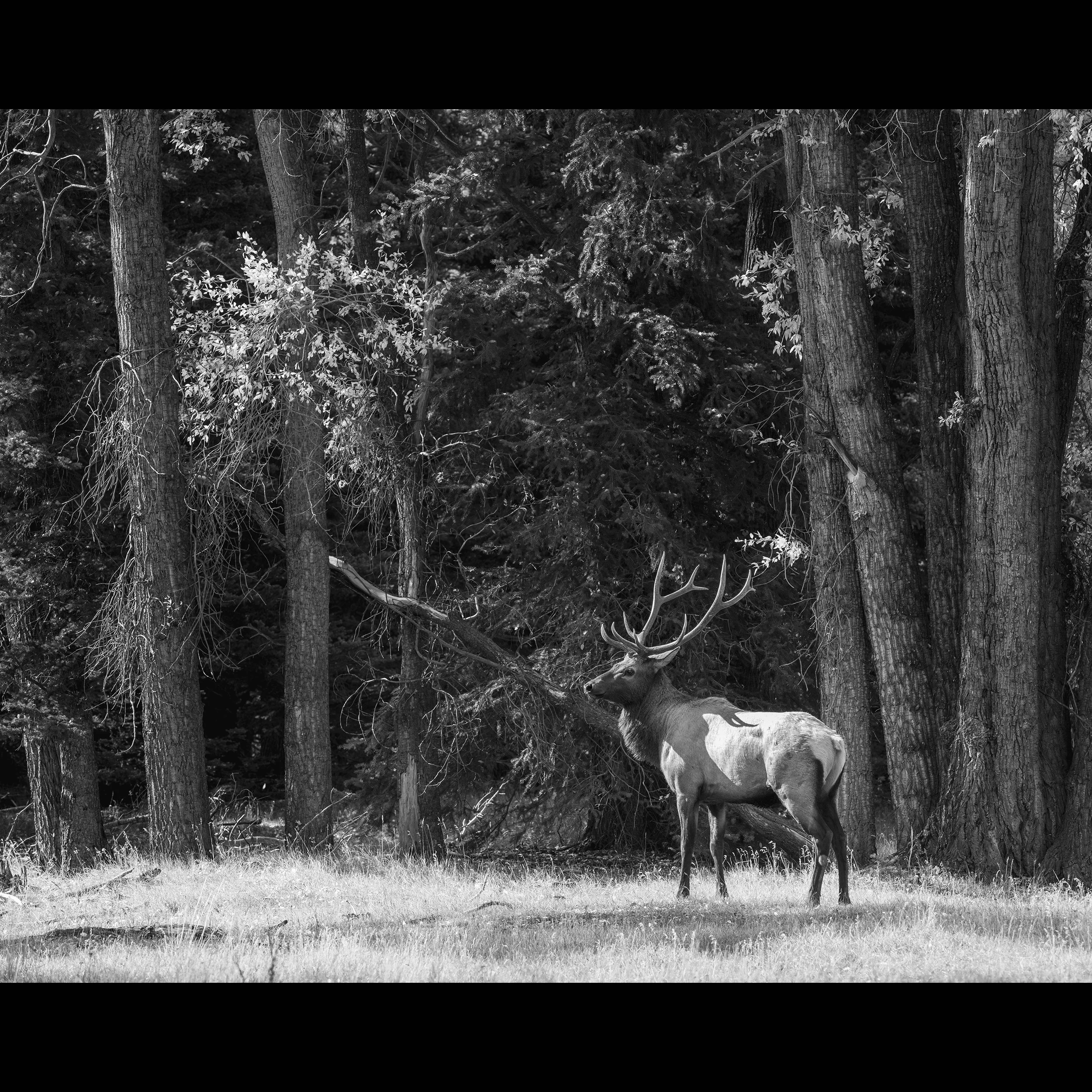 Bull Elk on on Forest Edge BW.jpg