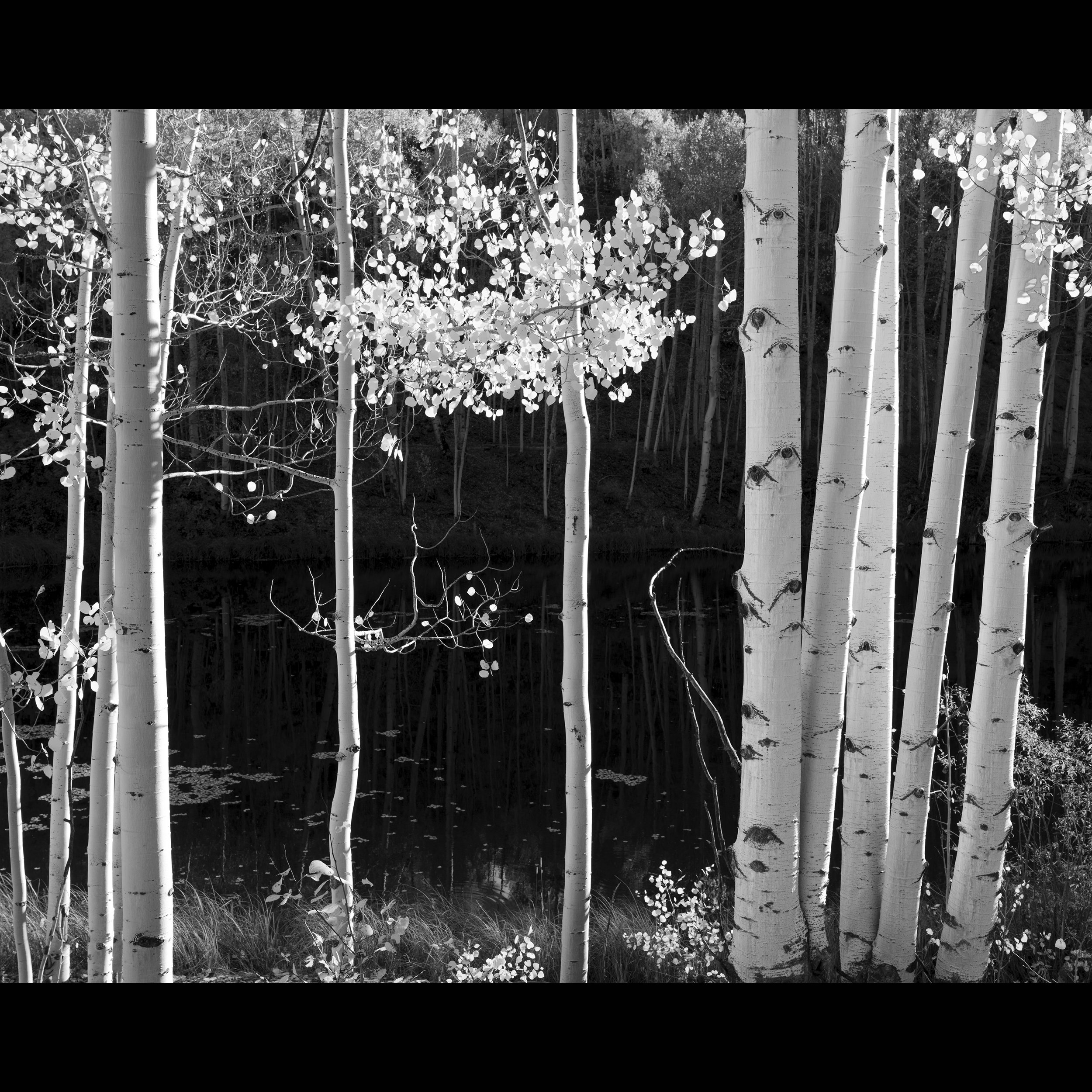 Aspens on Pond BW.jpg
