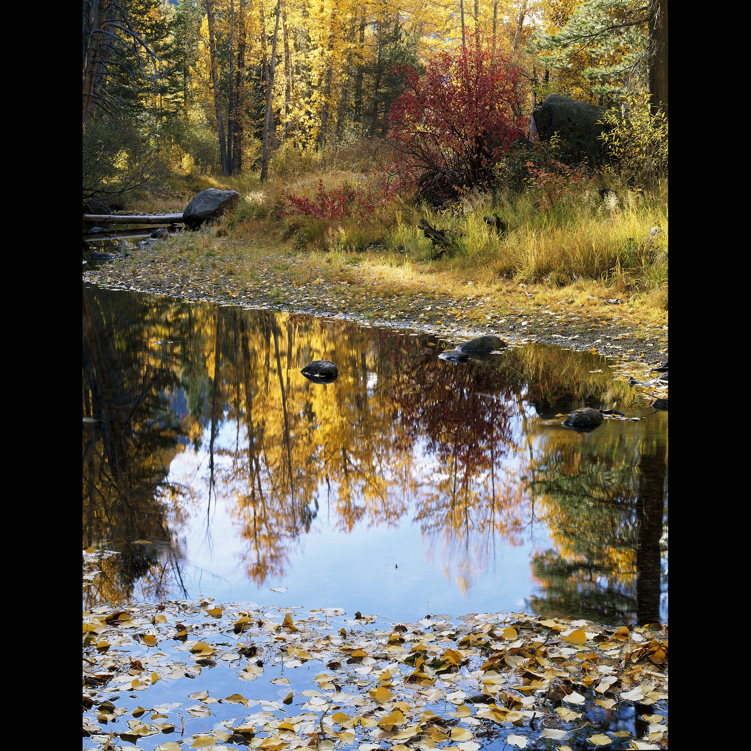 Upper Truckee fall reflection web.jpg