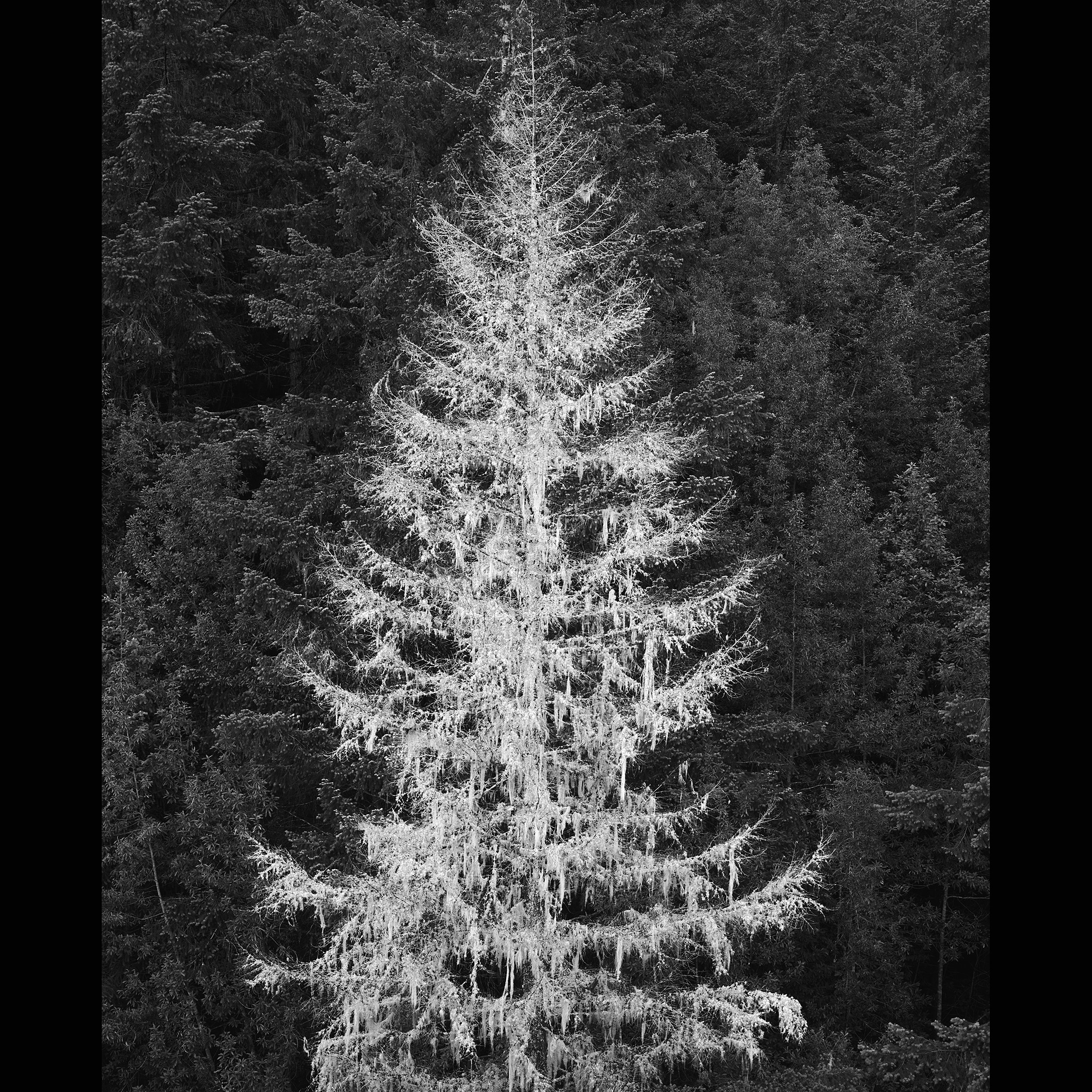 Ghost Tree