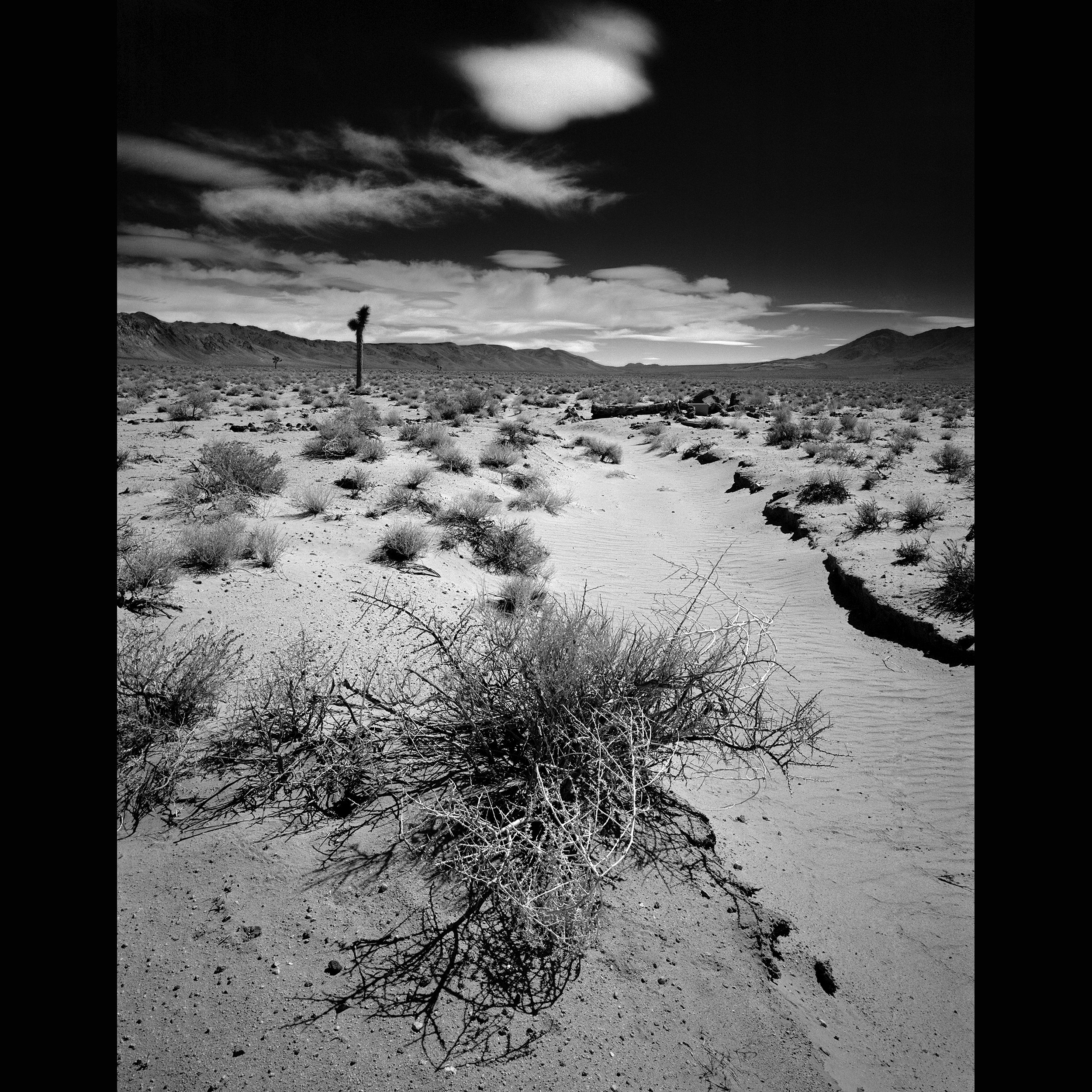 The Joshua Tree