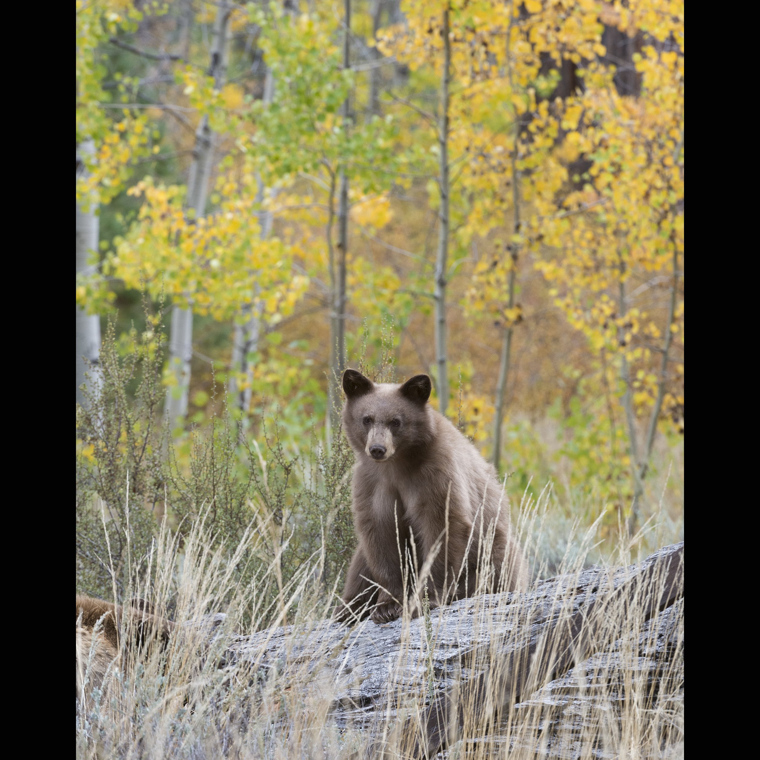 Blond Bear Cub and Aspens