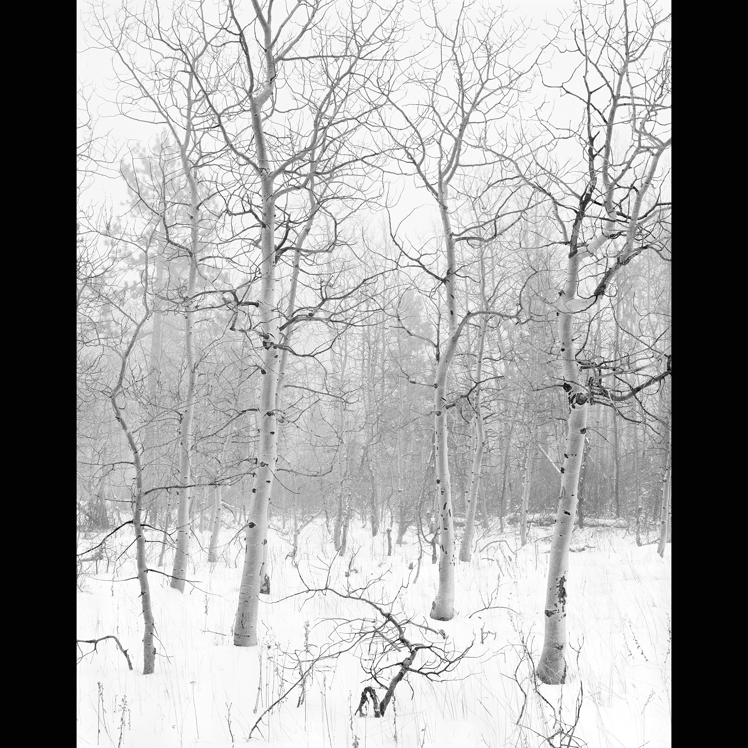 Aspens in Blizzard vert 4x5 BW store.jpg