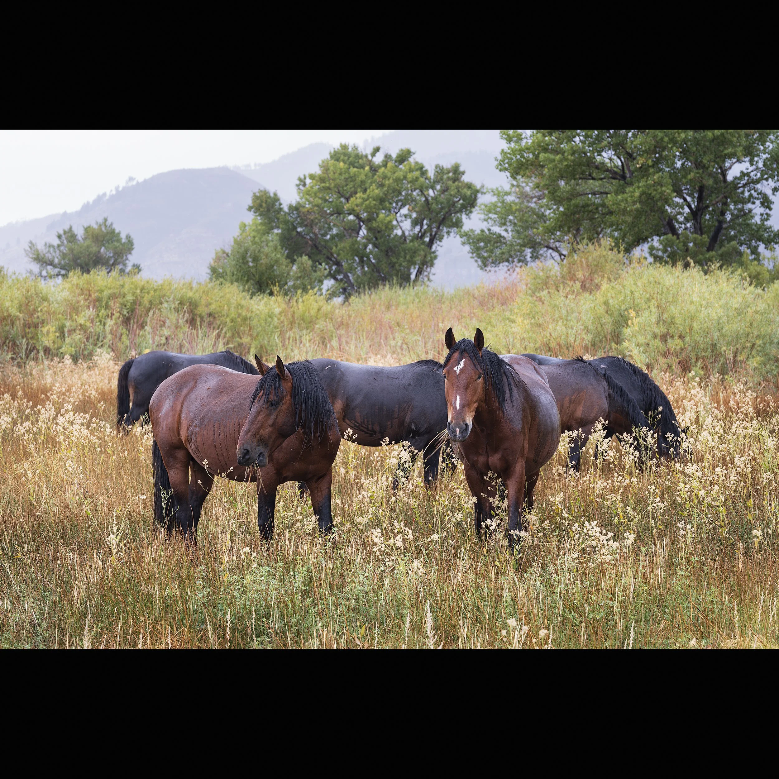 Grazing in the Rain.jpg