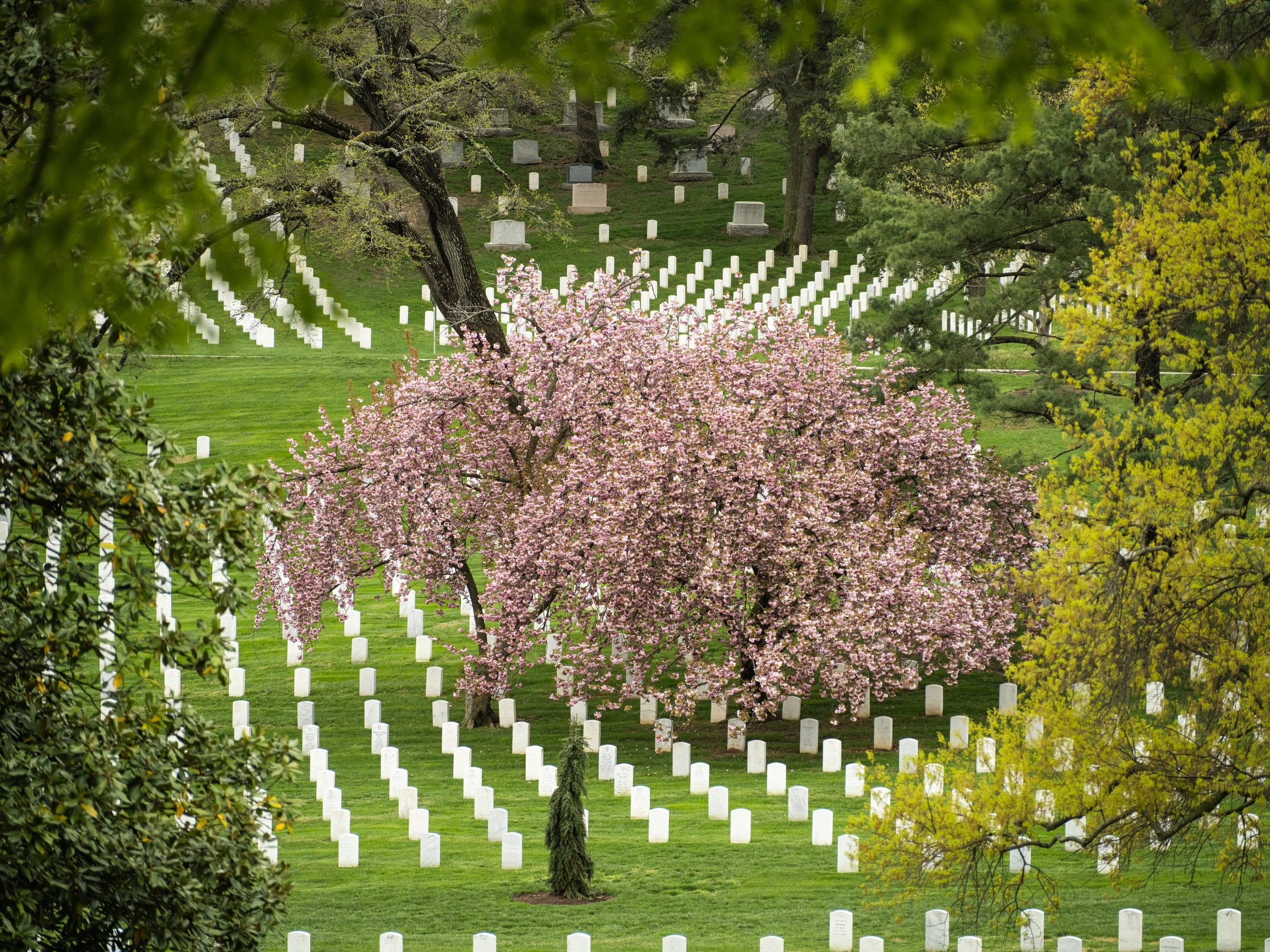A view of a cemetery hillside with white gravestones arranged in rows, pink cherry blossom trees in the foreground, and green trees framing the scene.