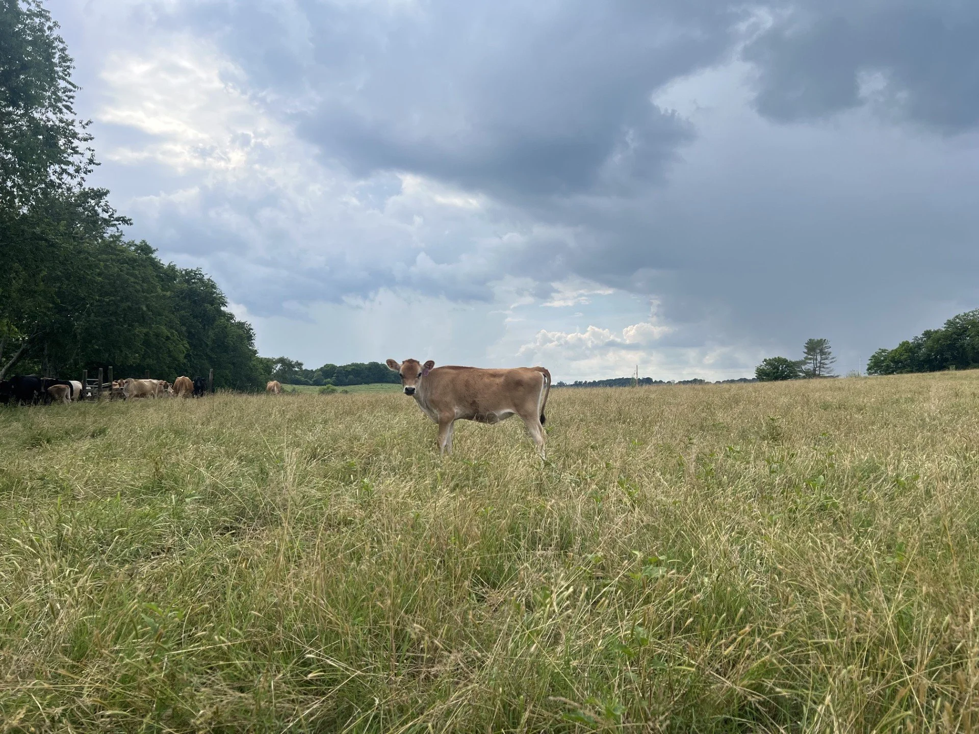 tan cow.jpg