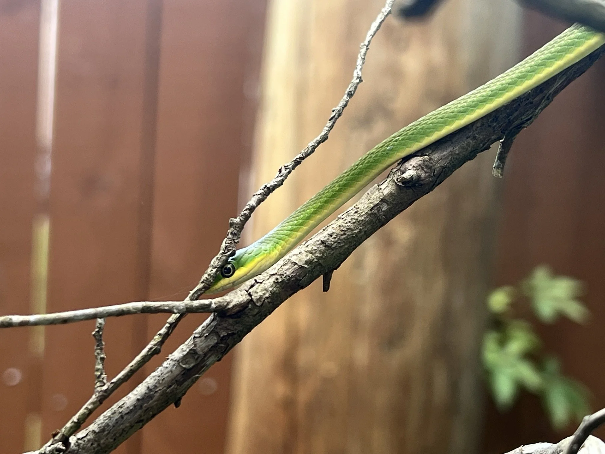 greensnake.jpeg