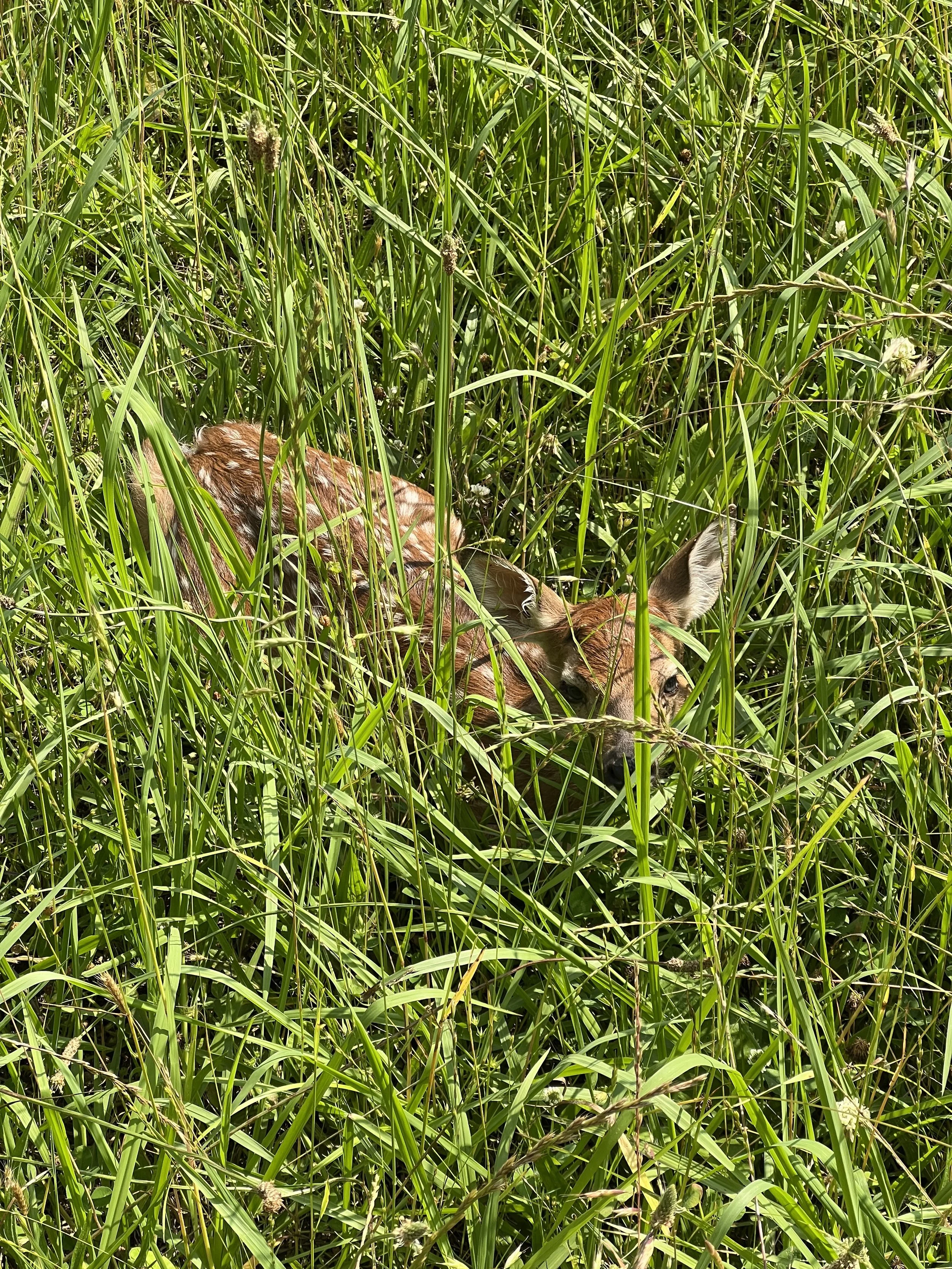 Fawn - Mount Pleasant, TN 