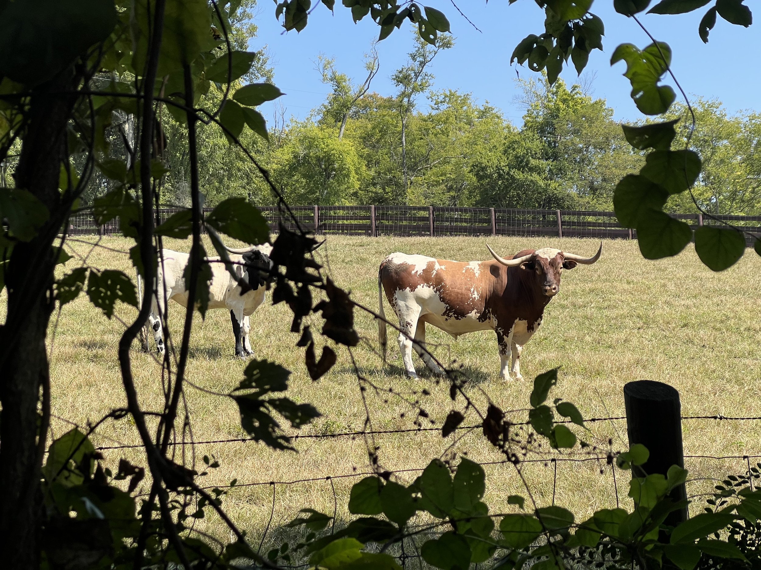 Longhorn - Mahon Road, Columbia, TN 