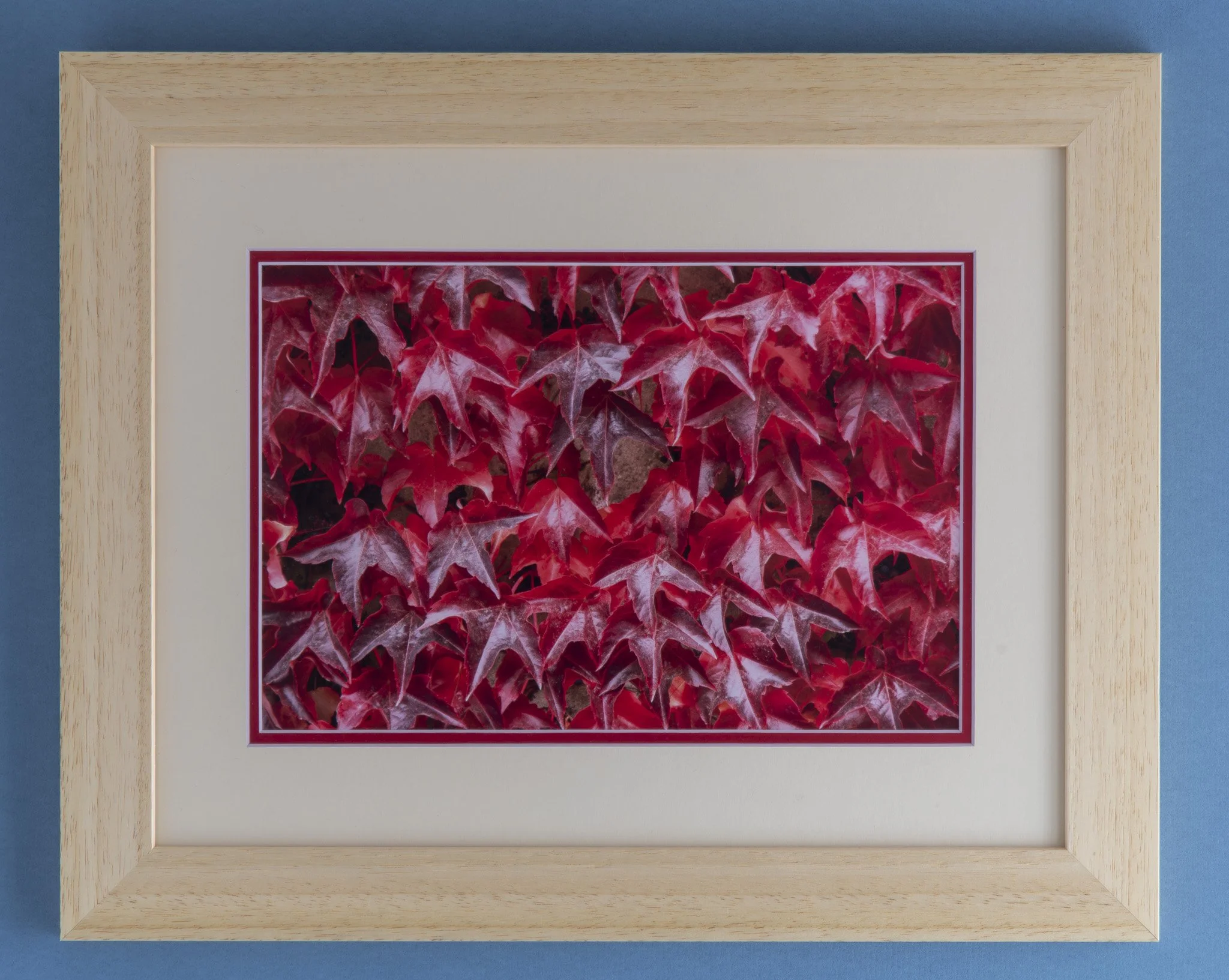 Red Ivy Framed Print