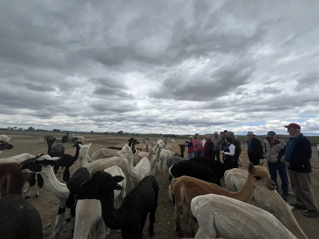 Group of people standing by a pack of alpacas