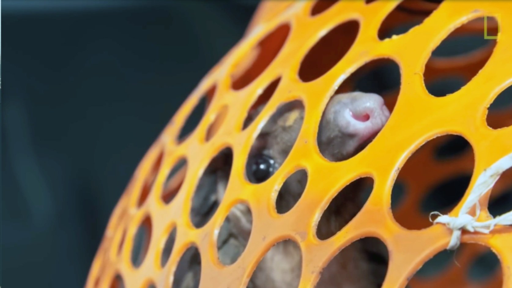 Nat Geo, Pangolin Trafficking