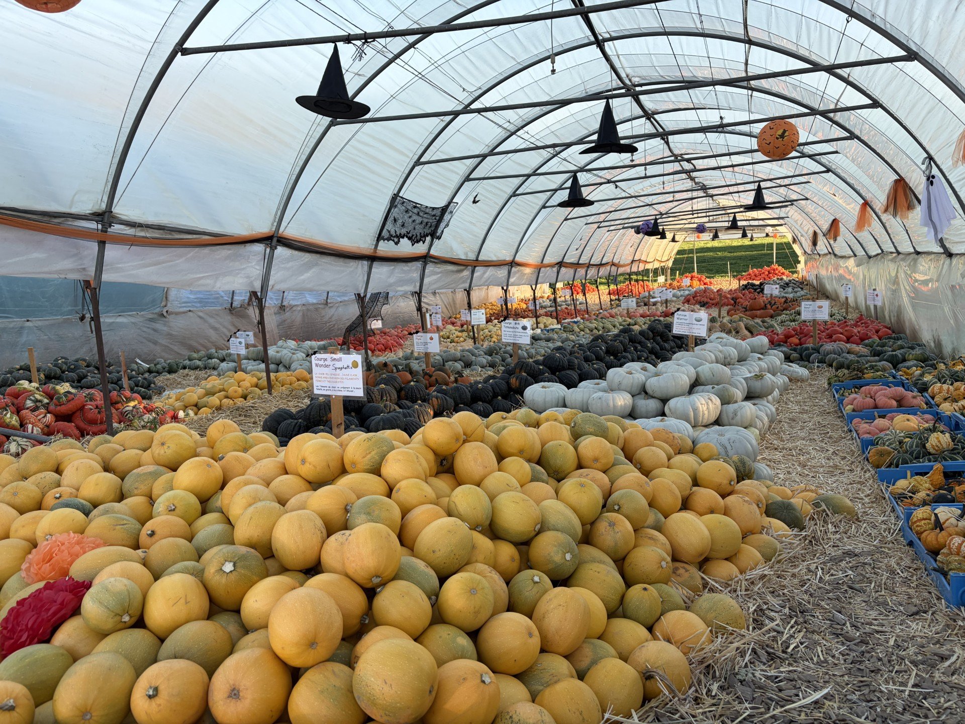 courges 2 2026.jpg