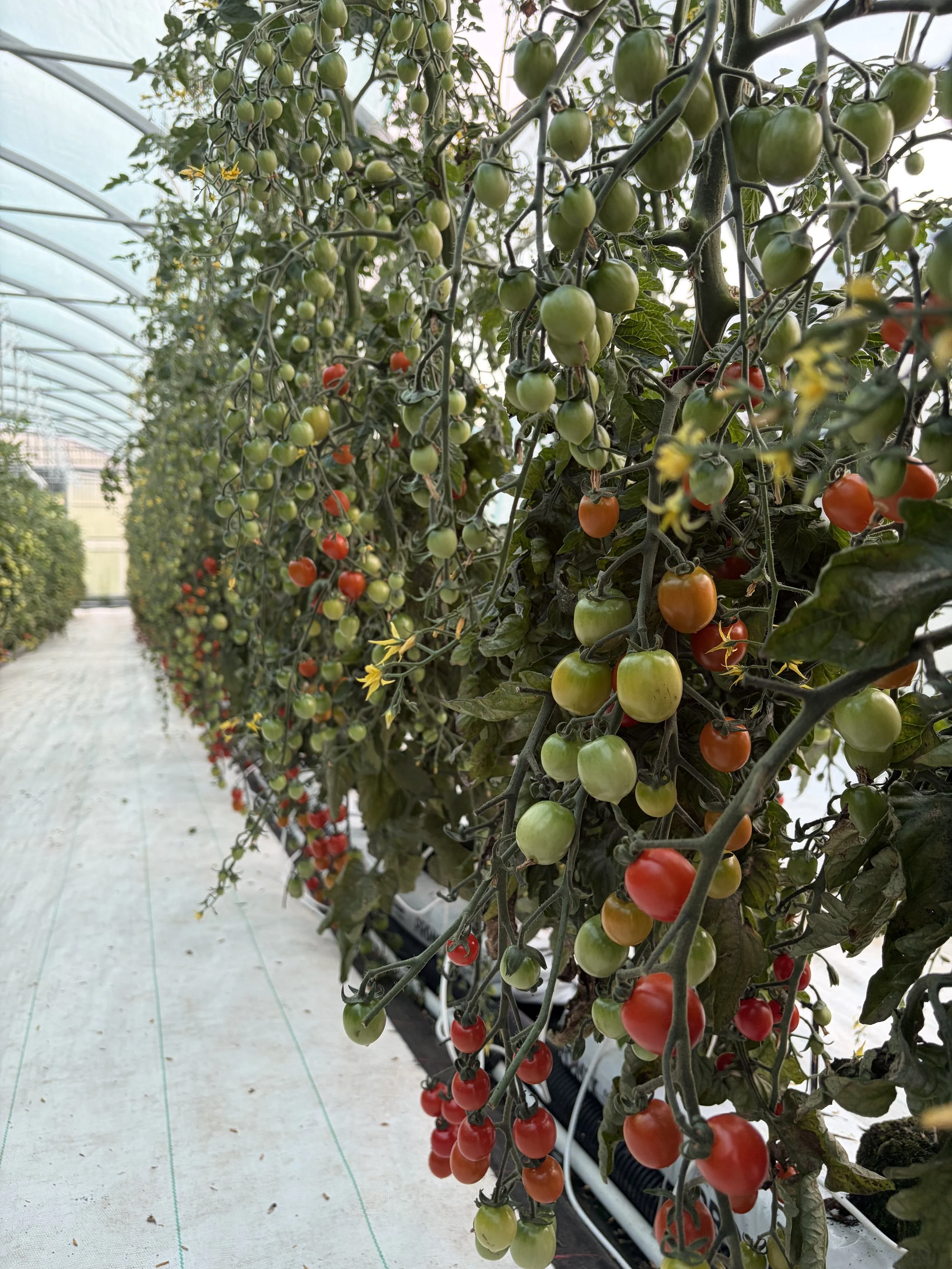 tomates 2026.jpeg