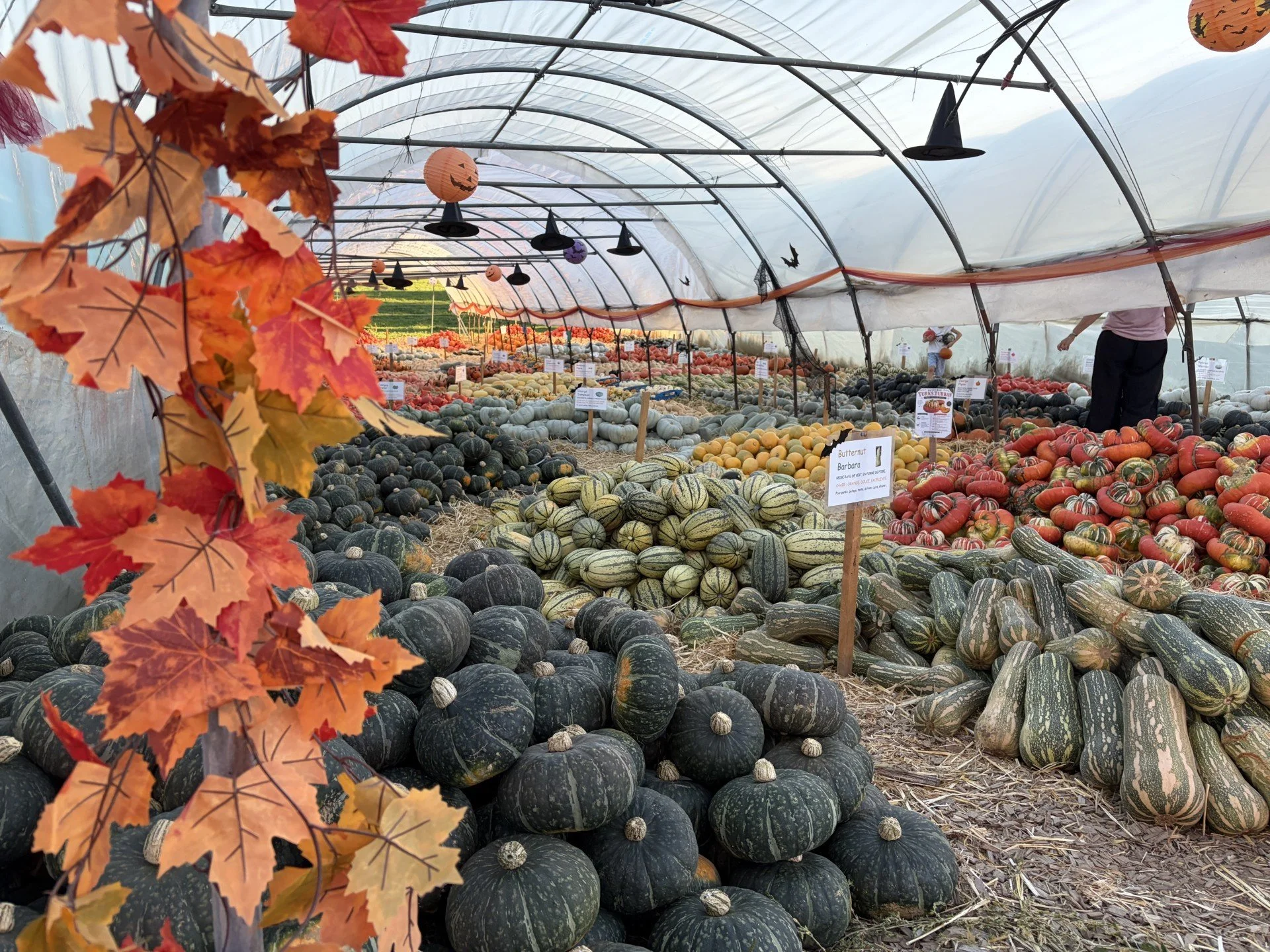 courges 3 2026.jpg
